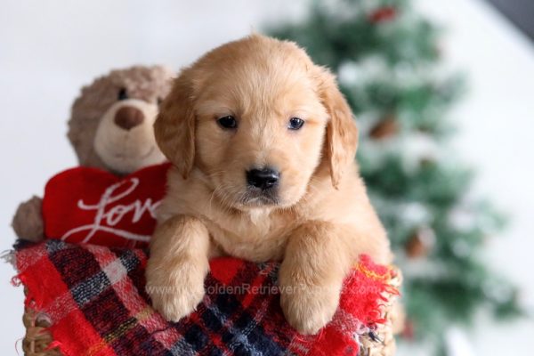 Image of Mitch, a Golden Retriever puppy