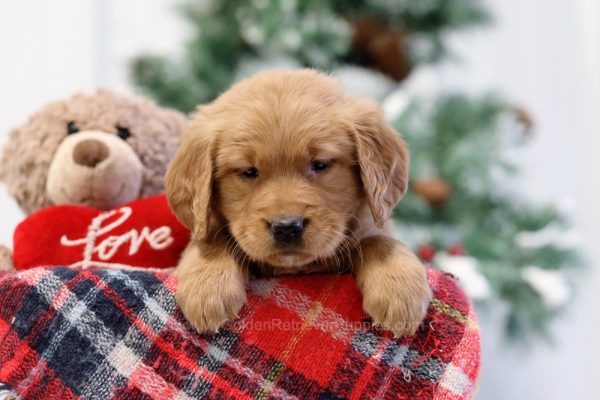 Image of Nadine, a Golden Retriever puppy