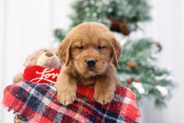 Image of Napoleon, a Golden Retriever puppy