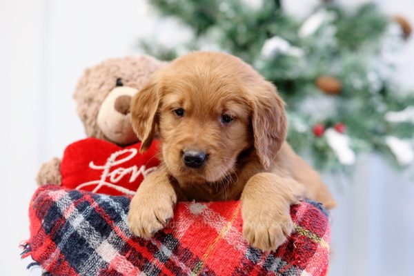 Image of Nelson, a Golden Retriever puppy