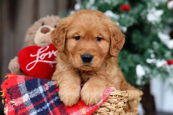 Image of Nick, a Golden Retriever puppy