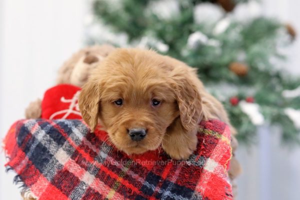 Image of Nugget, a Golden Retriever puppy