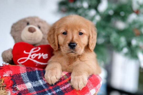 Image of Sabrina, a Golden Retriever puppy