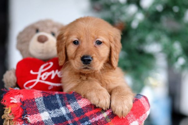 Image of Sally, a Golden Retriever puppy