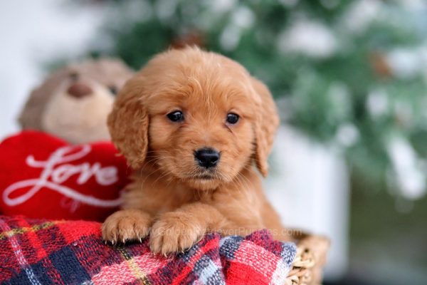 Image of Samantha, a Golden Retriever puppy