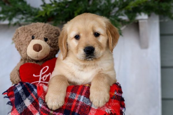 Image of Scout, a Golden Retriever puppy