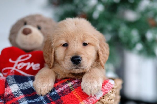 Image of Shanon, a Golden Retriever puppy