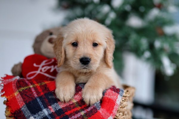 Image of Sheldon, a Golden Retriever puppy