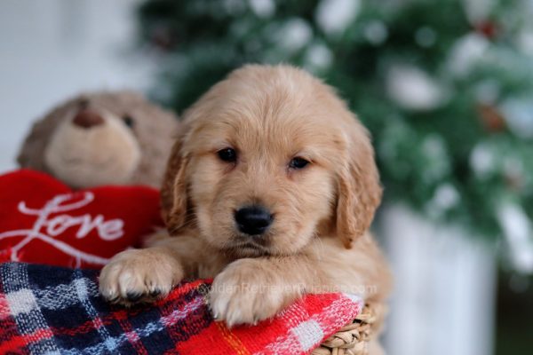 Image of Stanley, a Golden Retriever puppy