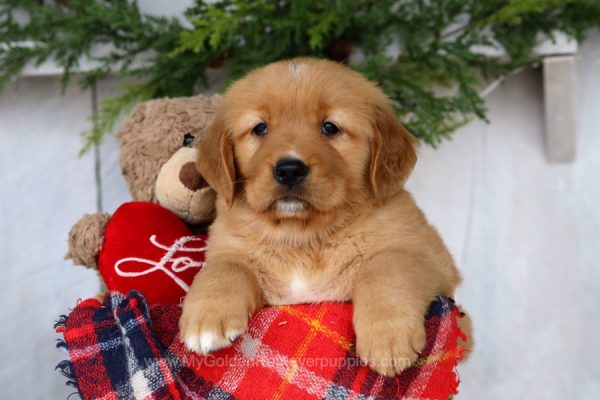 Image of Star, a Golden Retriever puppy