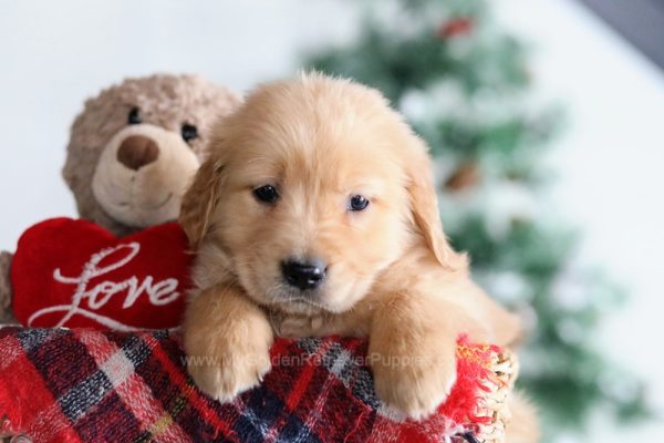 Image of Tanya, a Golden Retriever puppy