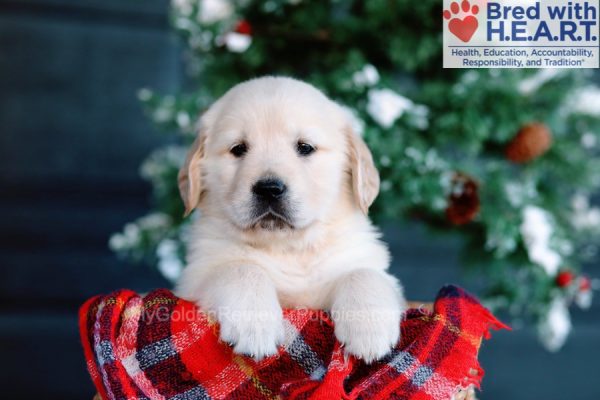 Image of Tate, a Golden Retriever puppy