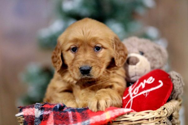 Image of Valor, a Golden Retriever puppy