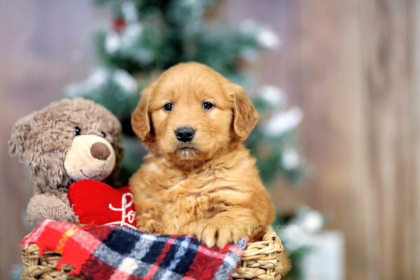 Image of Vicky, a Golden Retriever puppy