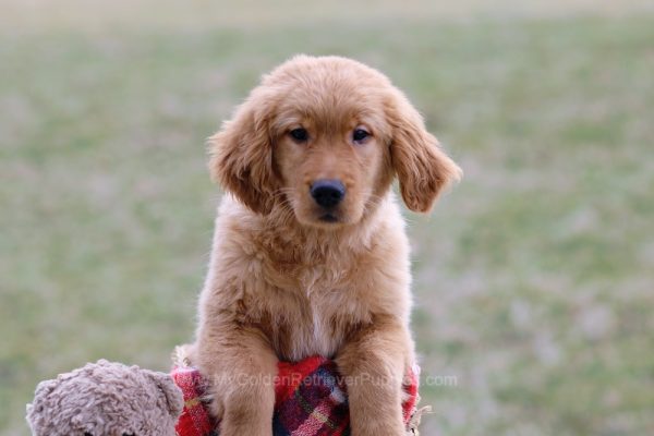 Image of Vince, a Golden Retriever puppy