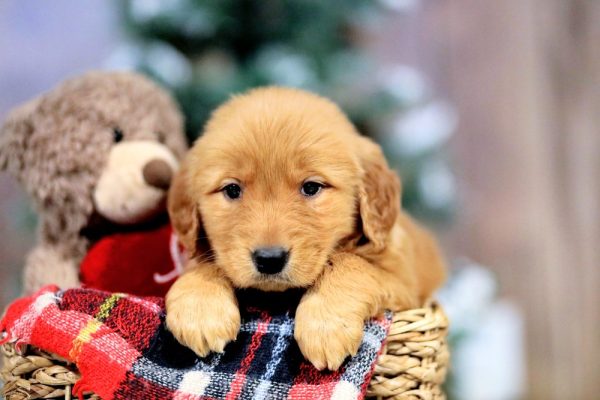 Image of Violet, a Golden Retriever puppy