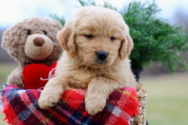 Image of Whopper, a Golden Retriever puppy