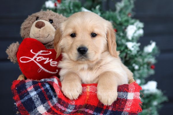 Image of Winston, a Golden Retriever puppy