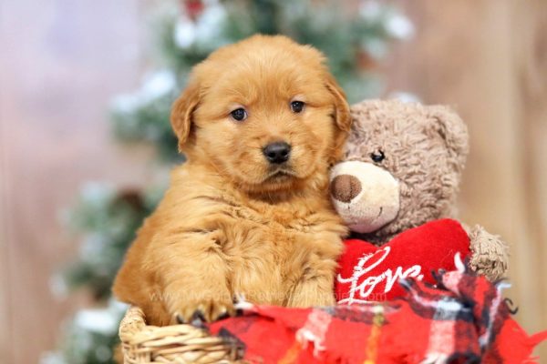 Image of Zoe, a Golden Retriever puppy