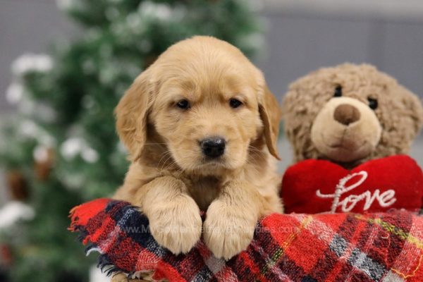 Image of Bailey, a Golden Retriever puppy