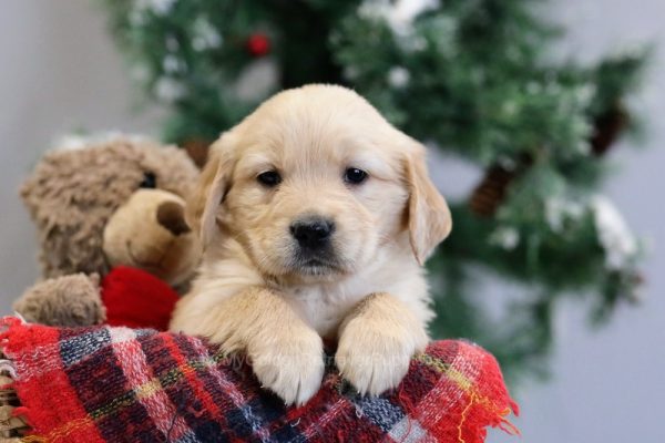 Benson - My Golden Retriever Puppies