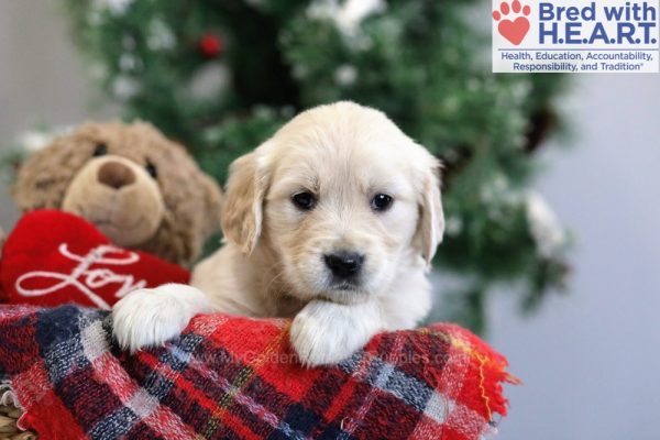 Image of Beth, a Golden Retriever puppy