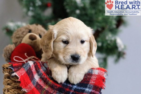 Image of Buddy, a Golden Retriever puppy