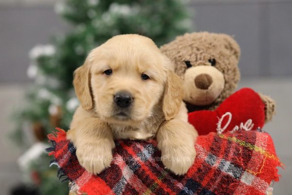 Image of Cody, a Golden Retriever puppy