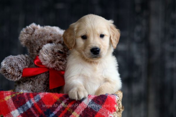 Image of Conner, a Golden Retriever puppy