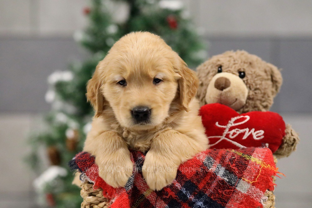 Cooper - My Golden Retriever Puppies