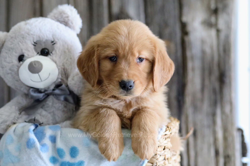 Daphne - My Golden Retriever Puppies