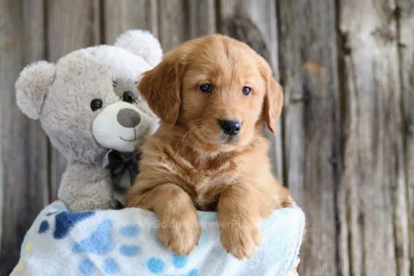 Image of Digger, a Golden Retriever puppy