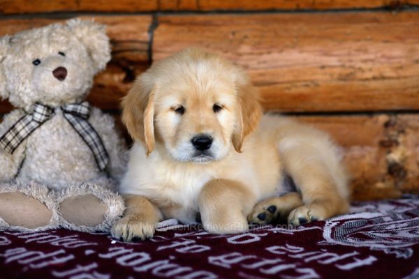 Image of Jackson, a Golden Retriever puppy