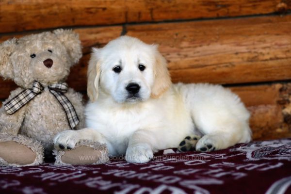 Image of Jade, a Golden Retriever puppy