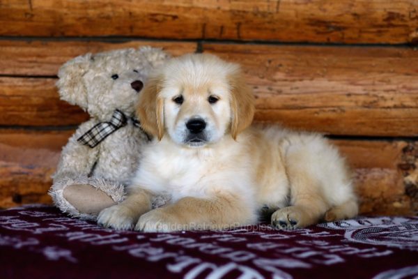 Image of Jasper, a Golden Retriever puppy