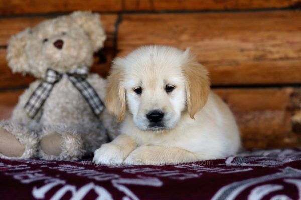 Image of Jenny, a Golden Retriever puppy