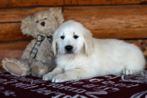 Image of Joy, a Golden Retriever puppy