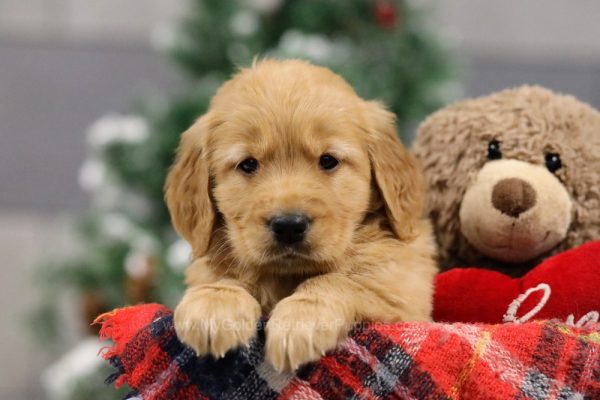 Image of Maggie, a Golden Retriever puppy