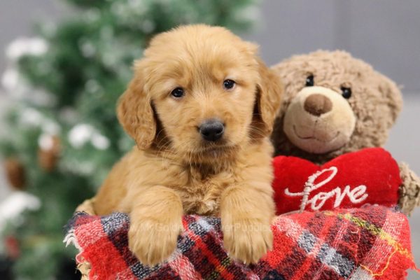 Image of Mason, a Golden Retriever puppy