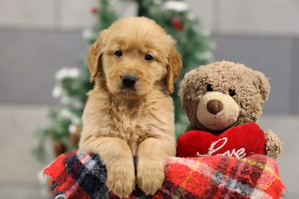 Image of Milo, a Golden Retriever puppy