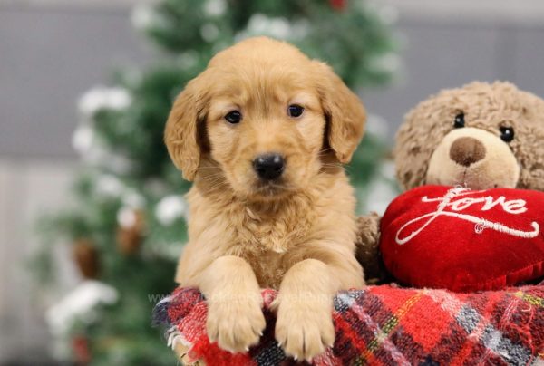 Image of Myla, a Golden Retriever puppy