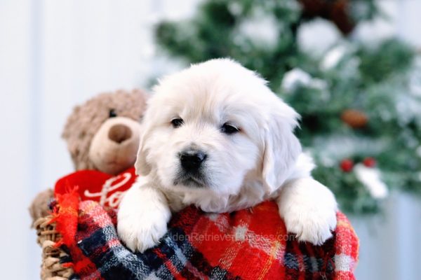 Image of Olivia, a Golden Retriever puppy