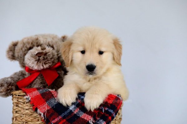 Image of Ollie, a Golden Retriever puppy