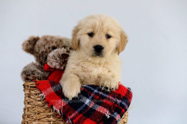 Image of Olympia, a Golden Retriever puppy