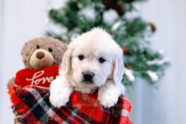 Image of Opie, a Golden Retriever puppy