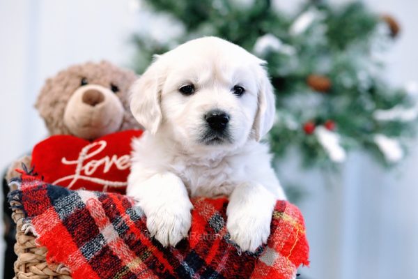 Image of Oxford, a Golden Retriever puppy