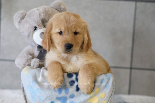 Image of Ranger, a Golden Retriever puppy