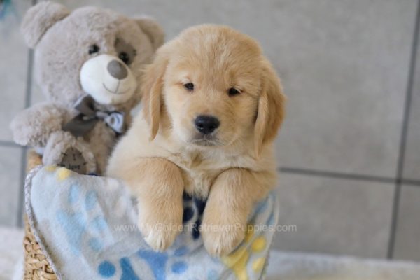 Image of Reese, a Golden Retriever puppy