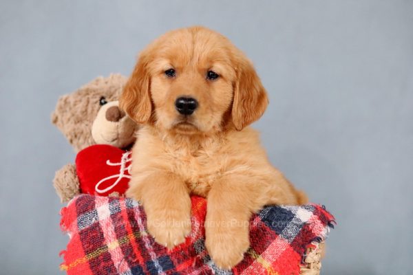 Image of Riley, a Golden Retriever puppy