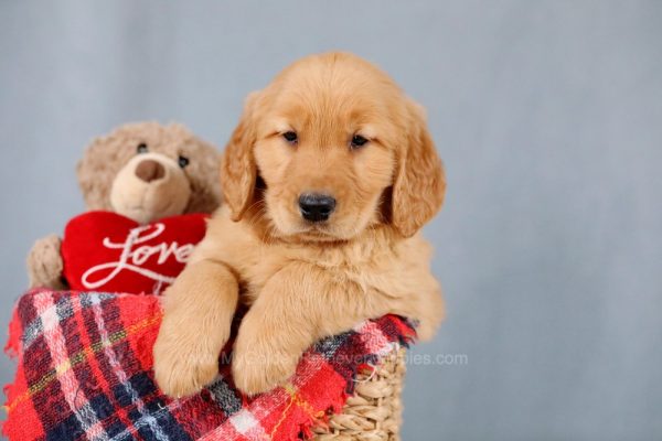 Image of Rocket, a Golden Retriever puppy